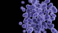 Pakistan's plague risk remains 'very low': health ministry