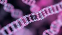 Hidden Chromatin Domains Emerge When Scientists Watch Single Chromosomes Fold