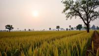 Satellites and Farmers Join Forces to Track Drought’s Toll on Nigeria’s Rice Harvests