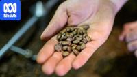 'Consumers should feel ripped off': How coffee brands have changed