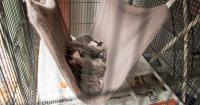 Oklahoma wildlife rehabilitators detail challenges amid record patient intake