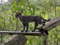 New species of wildcat identified in Bolivia