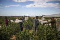 Carabinieri arresting hemp farmers, as judges toss out their cases