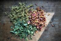 The Quiet Return of Botanical Wellness Culture