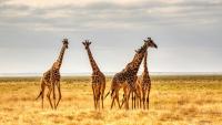 Global Wildlife Decline Continues Despite Conservation Successes Across Several Species and Critical Habitats