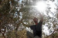 Israeli settlers take Palestinian olives, and their harvest traditions