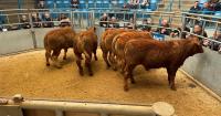 British Blue cross bull makes £3156 at Thainstone