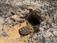 Mississippi biologists use head-start program to help declining gopher tortoise population