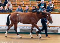 Godolphin Clears Record £28m Spend as Book 1 Delivers Elite Trade