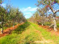 Michigan’s Most-Planted Apple Comes With a Little Attitude