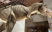 Dinosaurs come alive at natural history museum north of Tokyo