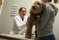 Screwworm Confirmed in a Brewster County Dog as Texas Pet Owners Are Urged to Check Wounds