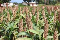 Cameroon Plans CFA550 Million Wheat Lab to Support Local Production and Cut Imports