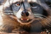 86-year-old Idaho man goes out for the mail, then a raccoon rushes, bites, and scratches him