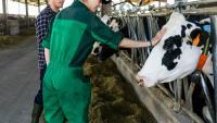 Washington state sees first cases of HPAI in dairy cattle