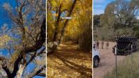 Arizona activists took turns in 200-year-old 'Grandmother Tree,' then border wall crews cut it down
