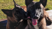 North Carolina Woman Doesn't Have First Amendment Right to Publish Video of Cop Shooting Her Dogs, Court Rules