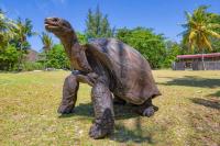 Giant Tortoises Once Fell Below 1,000 on a Seychelles Atoll. Now They Outnumber the Country’s Human Population