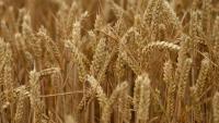 Naturally occurring fungus could help protect wheat from disease – study