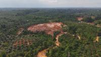 Indonesia successfully recovered over 6 million hectares of forest and collects millions in fines for illegal activities