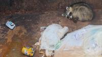 Iowa brewery finds 'trashed panda' in dumpster, then turns him into a drink special