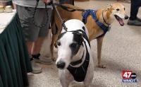 Greyhounds Reach the Beach for the 32nd Year in Rehoboth