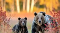Scientists discover why some wildlife thrives against the odds