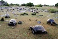 Giant tortoise population thriving as survey discovers 180,000 on one island