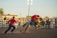 Wild Horse Race