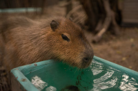 The biodiversity of Latin America and the Caribbean faces a 95% decline in wild species populations