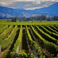 New Zealand wine exports lift 6%