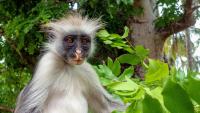 Tropical forests are heading toward a dangerous new climate reality