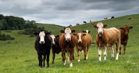 Does the cattle market see an open gate?