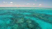 Coral disease makes deadly marine heat waves even worse