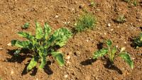 Nutsedge findings point to gap in invasive weed defences