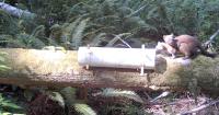Yurok Wildlife's 3-year study tracks endangered marten comeback