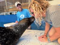 Fur the Greater Good: Aquarium Encounters opens the door for Dolphin Research Center harbor seals