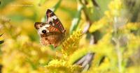 Butterfly Migration Brings Colorful Visitors to Mississippi Delta Gardens
