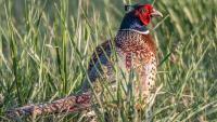 Montana pheasant hunting season opens Oct. 10