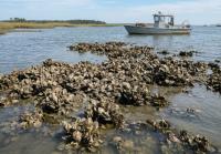 North Carolina Seeks Public Input on Oyster Reef Restoration Plans