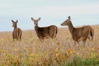 Wisconsin White-tailed deer in season