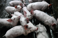 Brussels sets laxer limits for farms previously exempt from industrial emission rules