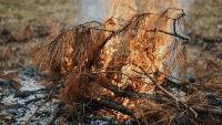 Tennessee burn permits required starting Oct. 15 for leaves, natural debris