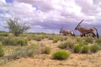 African Gemsbok Spreading in New Mexico: How Far Could They Go Under Climate Change?