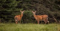 39 Years Later, Vermont Resumes Doe Hunting During Gun Season