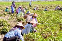 MALI plans special export zones for black gram amid strong market prices