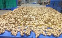 Karbi Anglong explores Slovenia link to expand ginger exports to Europe