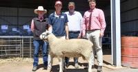 Record first-cross ewe prices drive buyers to the ring at Gleneith Border Leicesters