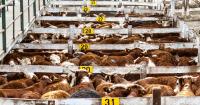 Antimicrobial residues found in soil at all 27 Argentine beef feedlots studied