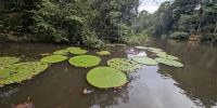 Science breakthrough after new giant waterlily species discovered thanks to Instagram post